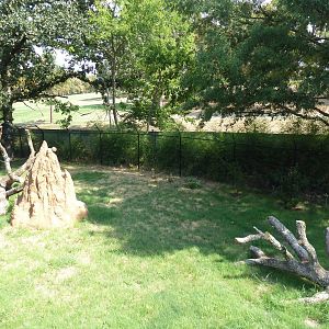 Cheetah Exhibit (New in 2012)