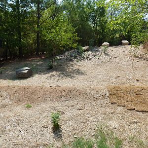 Future African Exhibit