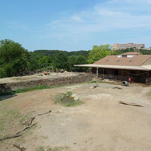 Rhino Rotational Exhibit (Black + White Rhino)