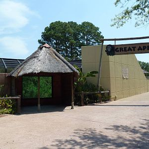 Great Apes - Entrance Area