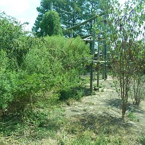 Great Apes - Orangutan Exhibit