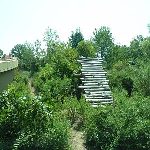 Great Apes - Gorilla Exhibit #1