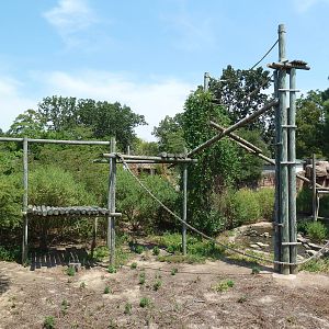 Great Apes - Orangutan Exhibit