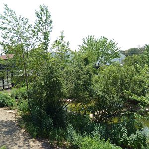 Great Apes - Gorilla Exhibit #1