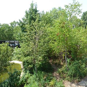 Great Apes - Gorilla Exhibit #1