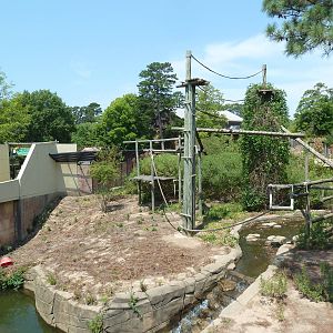 Great Apes - Orangutan Exhibit