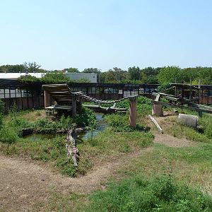 Great Apes - Gorilla Exhibit #2