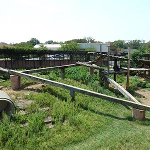 Great Apes - Gorilla Exhibit #2