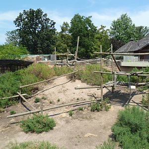 Great Apes - Chimpanzee Exhibit
