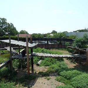 Great Apes - Gorilla Exhibit #2