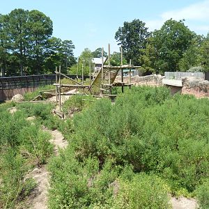 Great Apes - Chimpanzee Exhibit