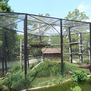 Black + White Ruffed Lemur/Ring-Tailed Lemur Exhibit