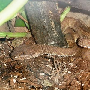 Mangrove Pit Viper at Dvur Kralove, 27/08/12