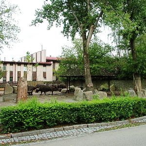 Cape Buffalo Paddock at Dvur Kralove, 26/08/12