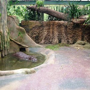 Pygmy Hippo Indoor Exhibit at Dvur Kralove, 26/08/12