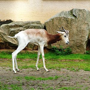 Dama Gazelle at Dvur Kralove, 26/08/12