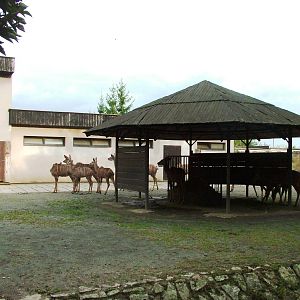 Antelope Paddock at Dvur Kralove, 26/08/12