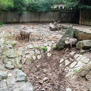 Warthog Exhibit at Dvur Kralove, 26/08/12