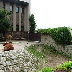 Zebu Exhibit at Dvur Kralove, 26/08/12