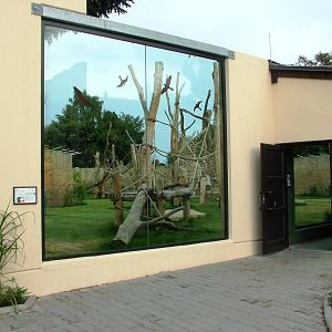 Chimpanzee Viewing at Dvur Kralove, 26/08/12