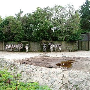 Grant's Zebra Exhibit at Dvur Kralove, 26/08/12