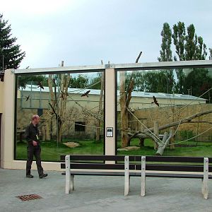 Chimpanzee Viewing at Dvur Kralove, 26/08/12
