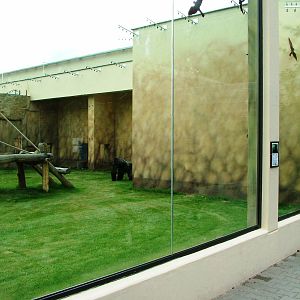 Gorilla Viewing at Dvur Kralove, 26/08/12