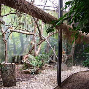 Langur Indoor Exhibit at Dvur Kralove, 27/08/12