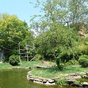 Siamang Exhibit