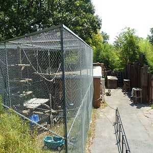 White-Handed Gibbon Exhibit