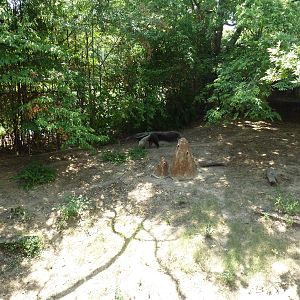 Giant Anteater Exhibit