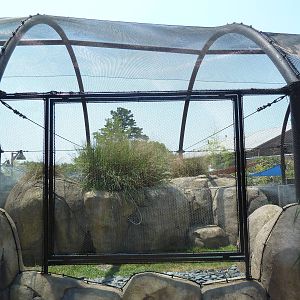 Penguin Pointe (New in 2011)