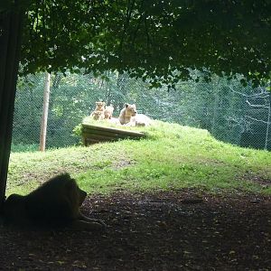 Asiatic Lion Family, 12 September 2012