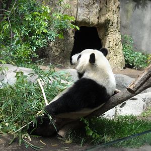 Giant panda modeling the new reclining Barcalounger log