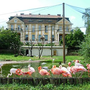 Flamingo Exhibit at Dvur Kralove, 27/08/12