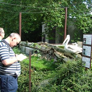Pelican Aviary at Dvur Kralove, 27/08/12