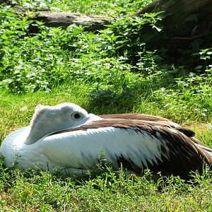 Australian Pelican at Dvur Kralove, 27/08/12
