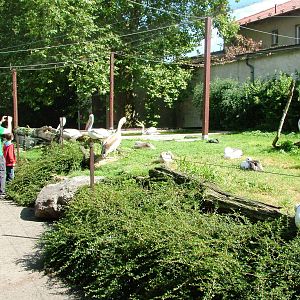 Pelican Aviary at Dvur Kralove, 27/08/12