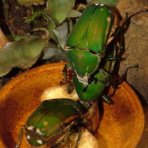 Giant Flower Beetles at Dvur Kralove, 27/08/12