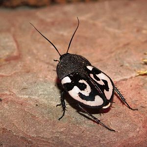 Indian Domino Cockroach at Dvur Kralove, 27/08/12