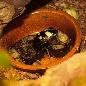Flower Beetle at Dvur Kralove, 27/08/12