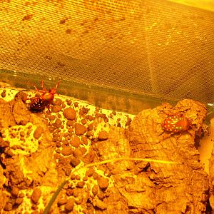 Flower Beetles at Dvur Kralove, 27/08/12