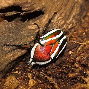 Flower Beetle at Dvur Kralove, 27/08/12