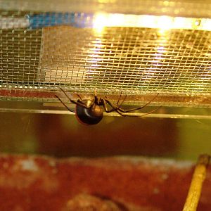 Redback Spider at Dvur Kralove, 27/08/12