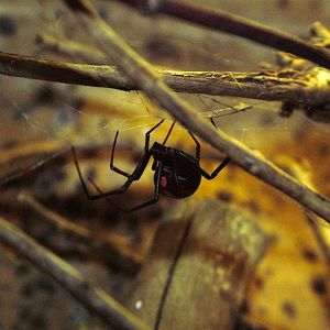 Black Widow Spider at Dvur Kralove, 27/08/12