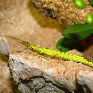 Yellow Flying Stick Insect at Dvur Kralove, 27/08/12
