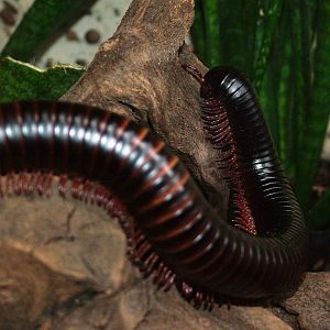 Giant Millipede at Dvur Kralove, 27/08/12