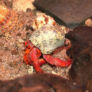 Strawberry Hermit Crab at Dvur Kralove, 27/08/12