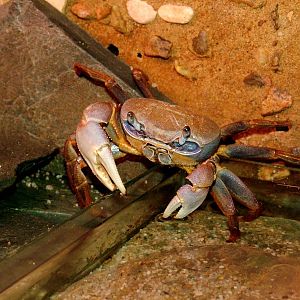 Hallowe'en Crab at Dvur Kralove, 27/08/12