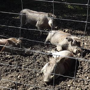 Warthogs at Knowsley Safari Park 08/09/12